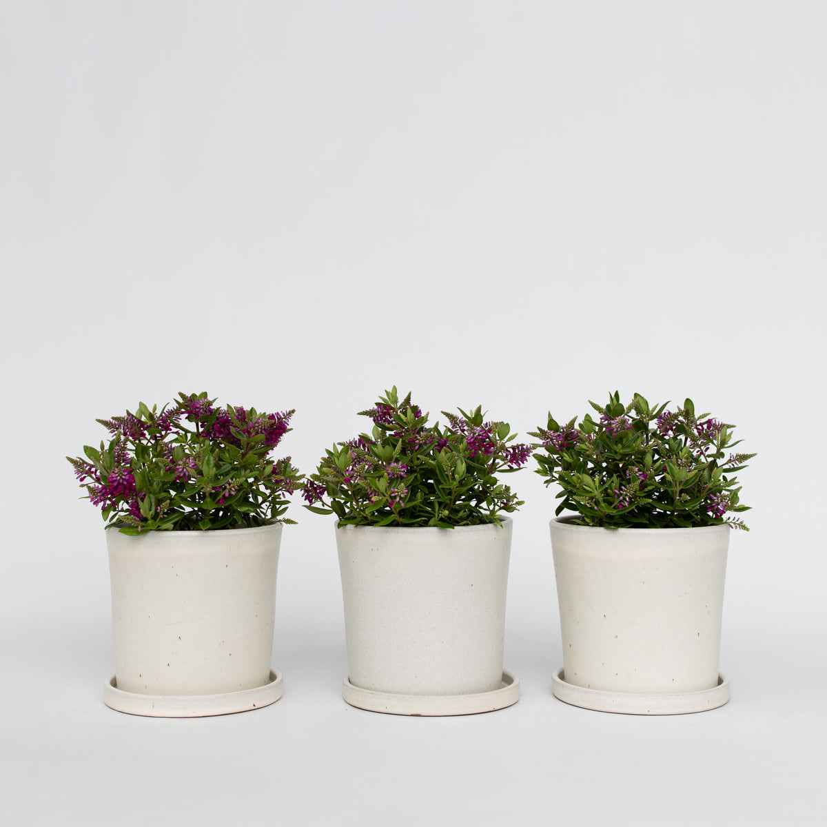 Evergreen Shrub - 3 Pcs. - Hebe All Blooms 'samona' - Height 30-35cm - ⌀13cm | Set of 3 | Pink