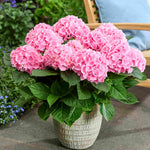 Hydrangea Macrophylla Ankong Pink - 14cm pots | Set-of-1 | Pink