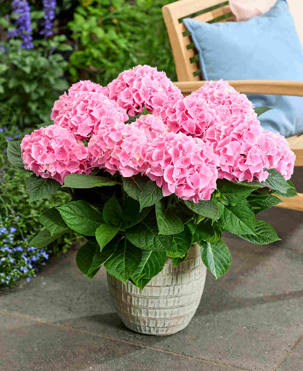 Hydrangea Macrophylla Ankong Pink - 14cm pots | Set-of-3 | Pink