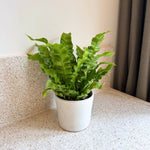 Bird's Nest Fern - Asplenium Nidus 'crispy Wave' - Height 25-40cm - ⌀12cm | Set-of-1 | Green