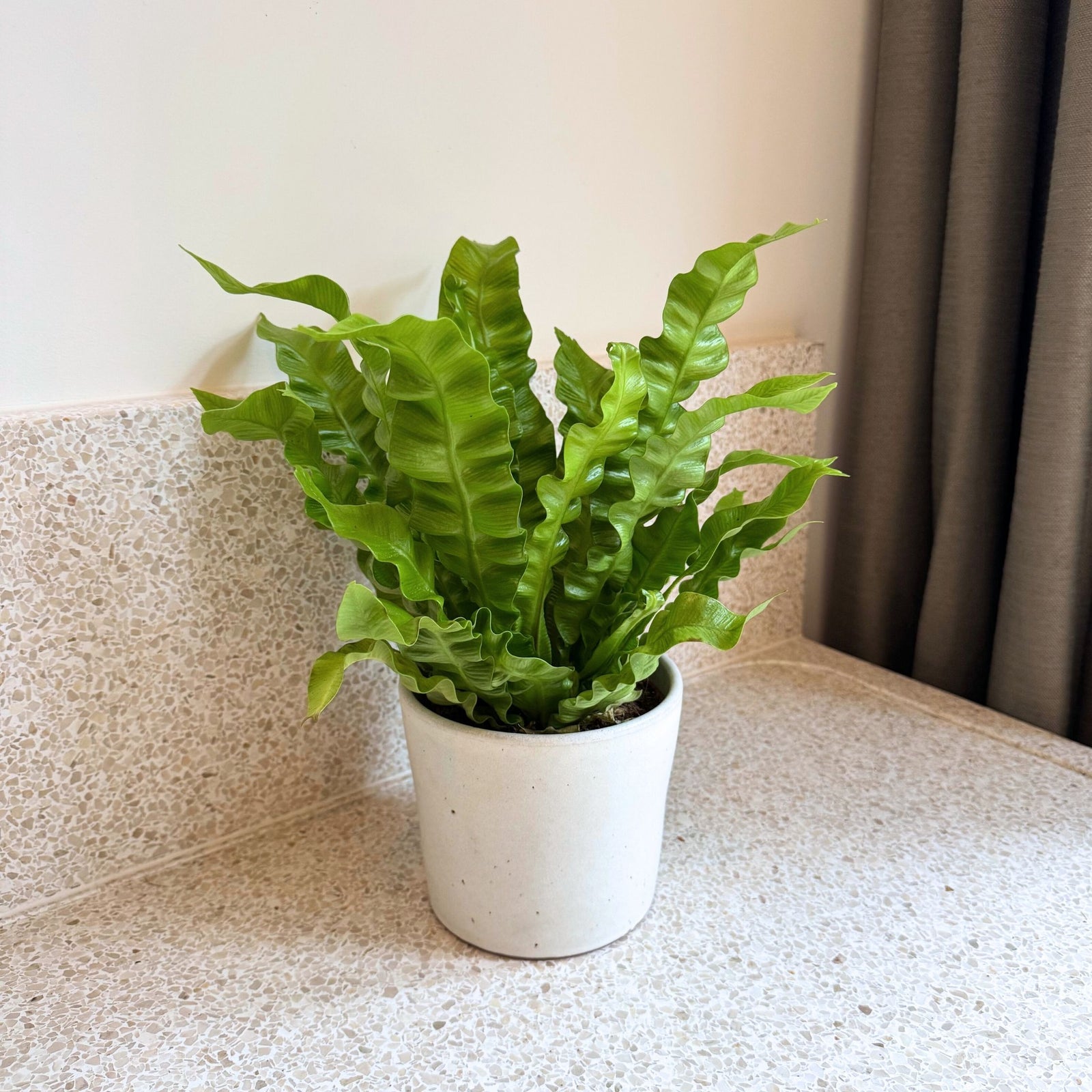 Bird's Nest Fern - Asplenium Nidus 'crispy Wave' - Height 25-40cm - ⌀12cm | Set-of-1 | Green