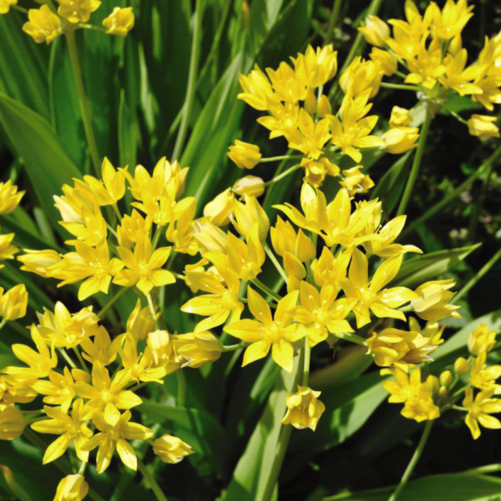 Spring Flowering Bulb Bonanza Collection | 200 x Bulbs