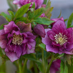 Helleborus Double Ellen Red - lenten Rose - 9cm pots | Set-of-1 | Dark Red