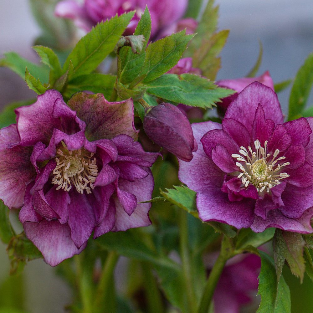Helleborus Double Ellen Red - lenten Rose - 9cm pots | Set-of-1 | Dark Red