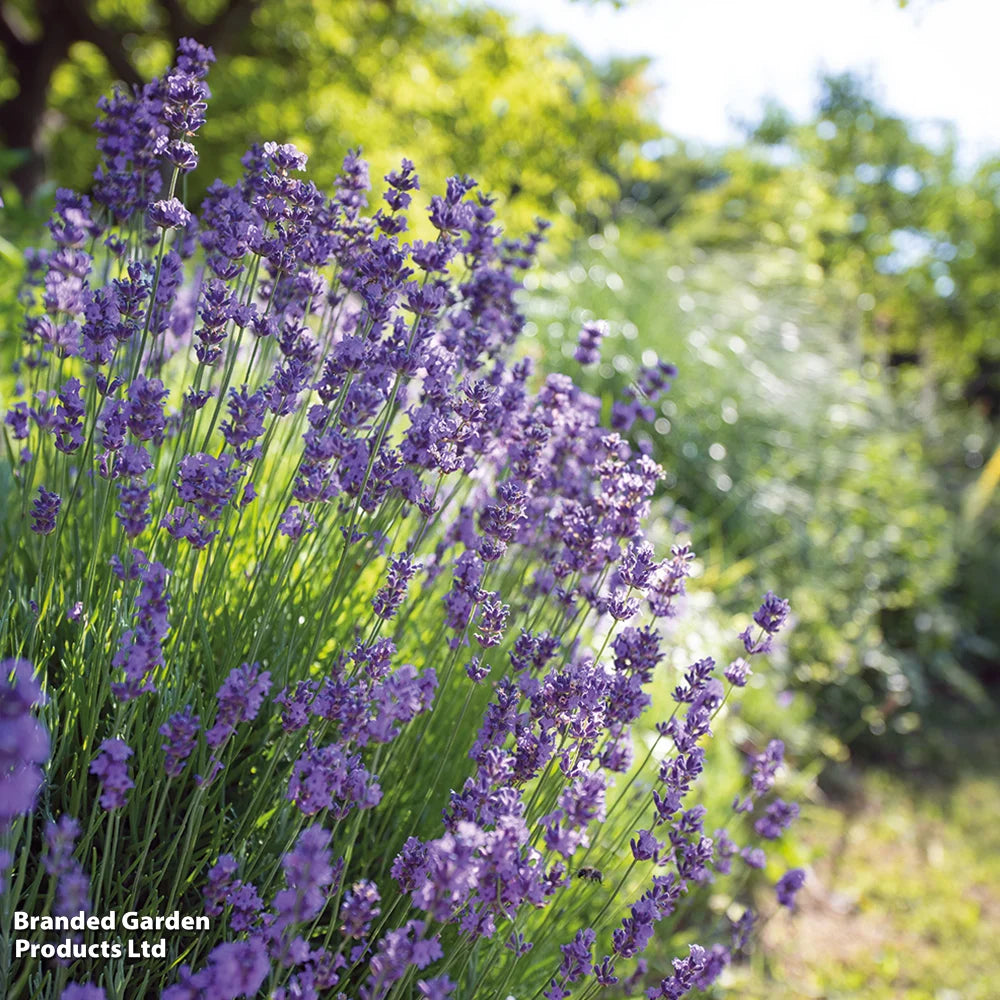 Thompson & Morgan Lavender Lavandula Angustifolia Duo 144 Plug Plants Hidcote; Munstead