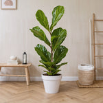 Fiddle-leaf Fig - Ficus Lyrata - Height 70-90cm - ⌀21cm | Set of 1 | Green