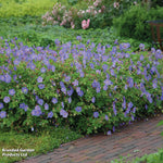 Geranium Rozanne 9cm Pot | Set of 1