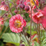 Geum 'pink Petticoat' Compact Pink Perennial For Borders And Containers | 3 x Jumbo Plugs | Pink