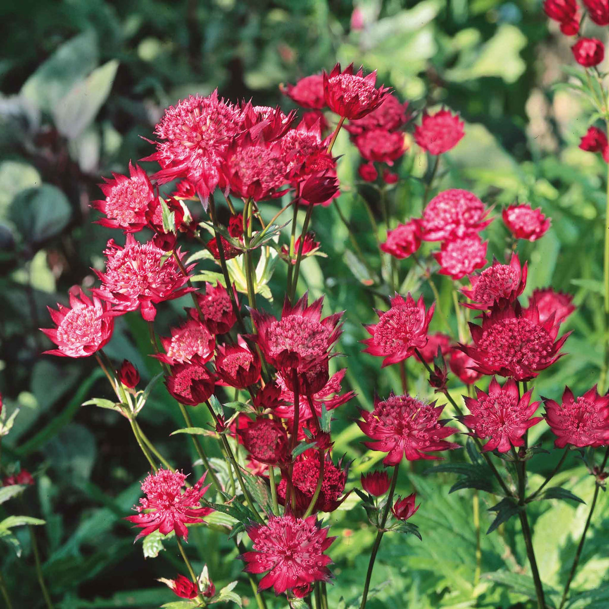 Astrantia 'claret' Dark Red Perennial | 1 x 2L | Ruby Red
