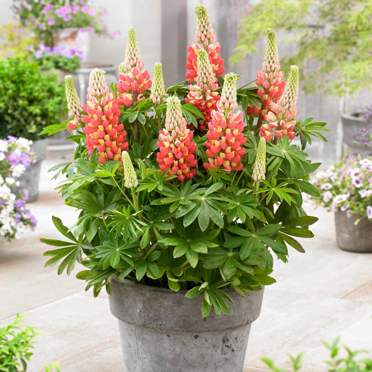 Hayloft Lupin 'tequila Flame' - 9cm Pot