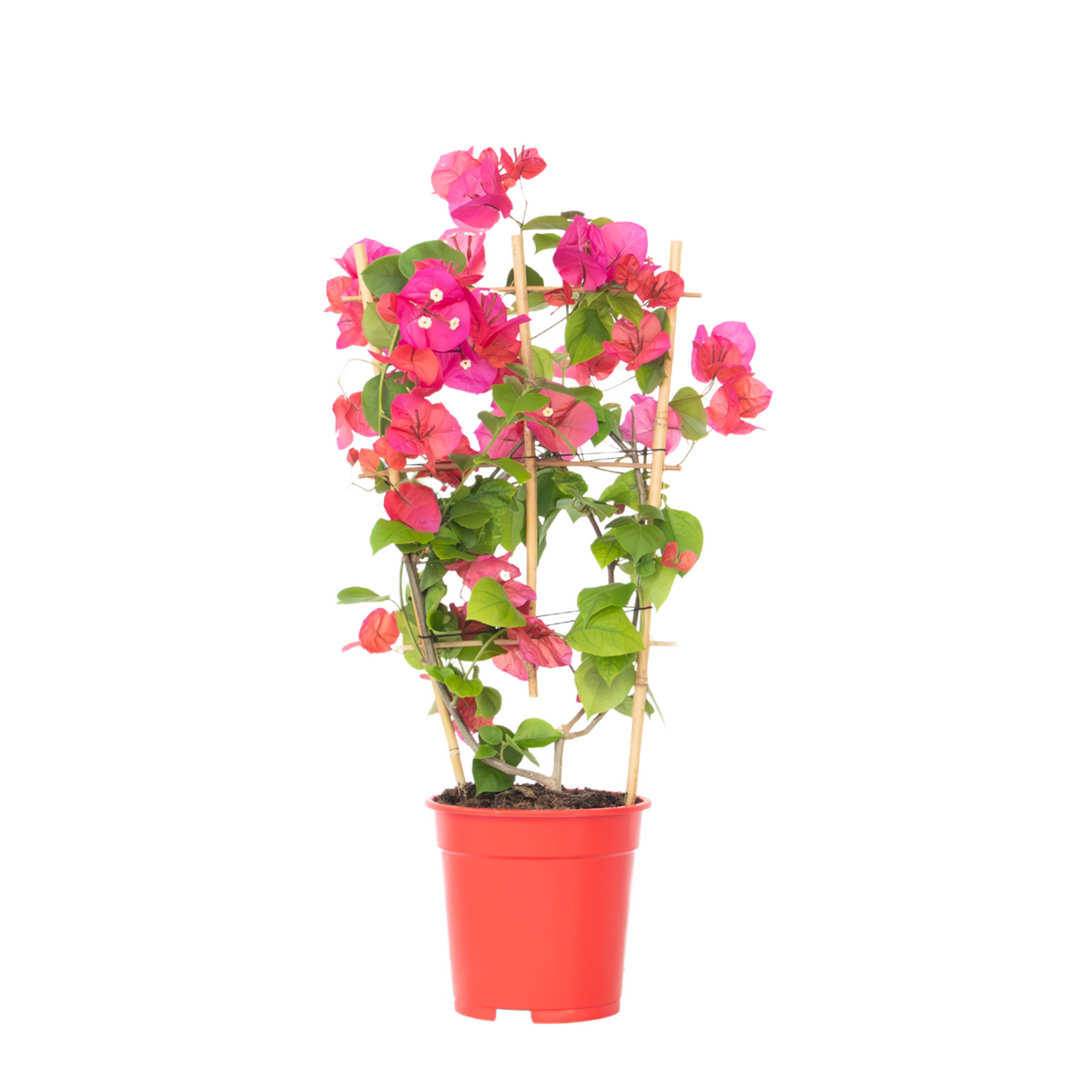 Paper Flower - Height 50-60cm - ⌀17cm | Set of 1 | Orange