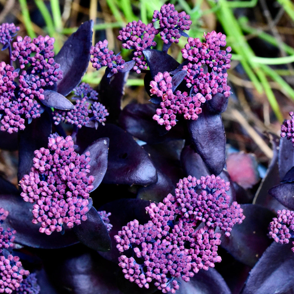 Luscious Hylotelephium Collection - Set Of 3 Sedum Plants For Late Summer Interest Supplied In 9cm Pots