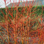 Marshalls Garden Cornus Sanguinea 'midwinter Fire' - Winter Stem Dogwood | 1 x 9cm | Yellow & White