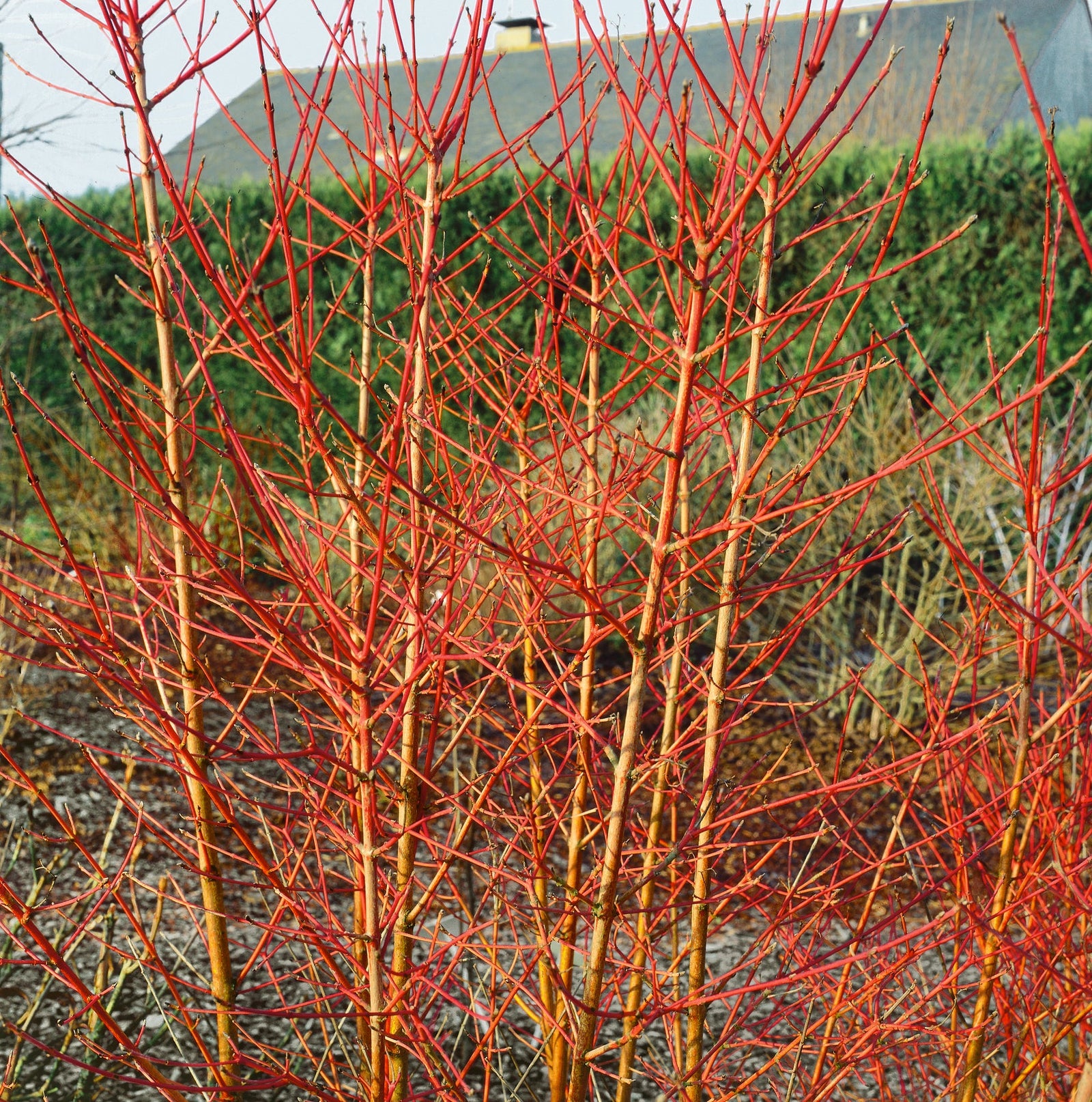 Marshalls Garden Cornus Sanguinea 'midwinter Fire' - Winter Stem Dogwood | 3 x 9cm | Yellow & White