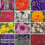 Thompson & Morgan Lucky Dip Perennial Mix