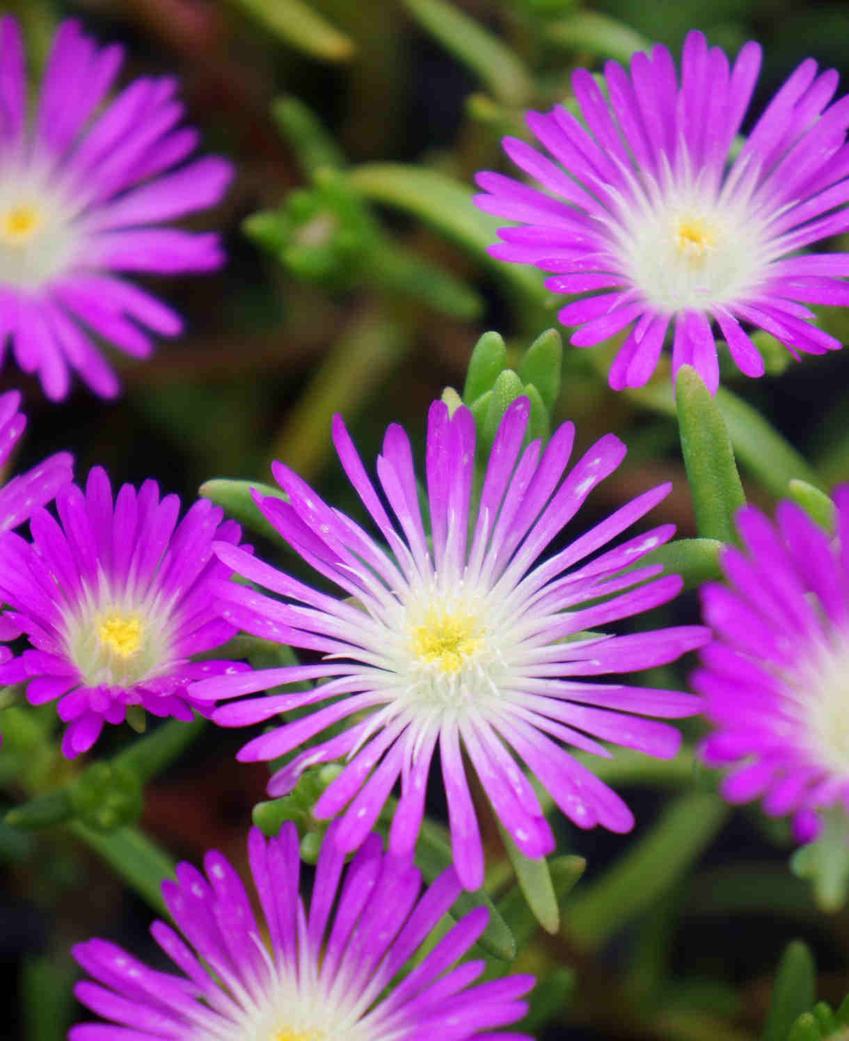 Delosperma ‘wheels Of Wonder’ Trio - 9cm Pots | 3 x 9cm | Multi