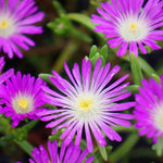 Delosperma Wheels Of Wonder 'violet' - 9cm pots | 1 x 9cm | Pink