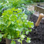Coriander Plant Large Potted 35cm | 3 x Plug Plants | Green