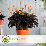 Prayer Plant - 2 Pcs. - Calathea Crocata 'tassmania' - Height 40-50cm - ⌀14cm | Set of 2 | Orange
