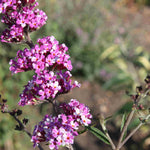 Buddleja Davidii Berries And Cream - 9cm pot | 5 x 9cm | Dark Pink