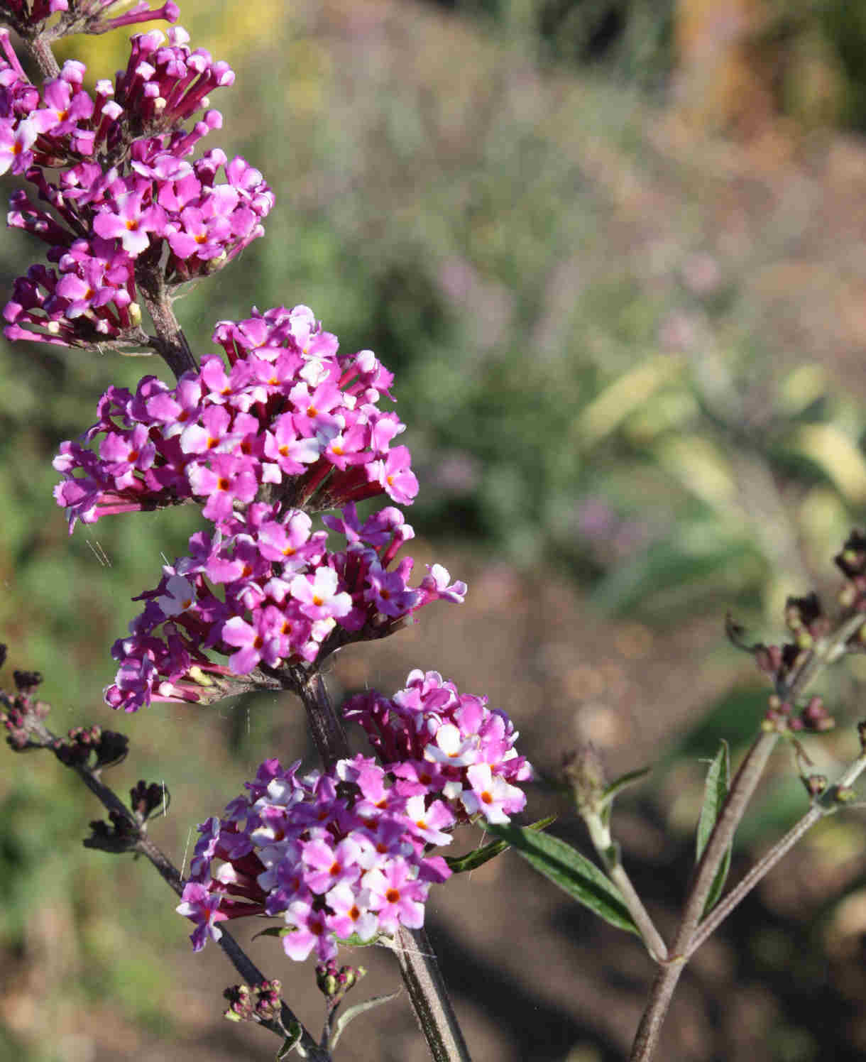 Buddleja Davidii Berries And Cream - 9cm pot | 5 x 9cm | Dark Pink