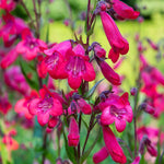 Penstemon Firebird - 9cm Pots | 1 x 9cm | Pink