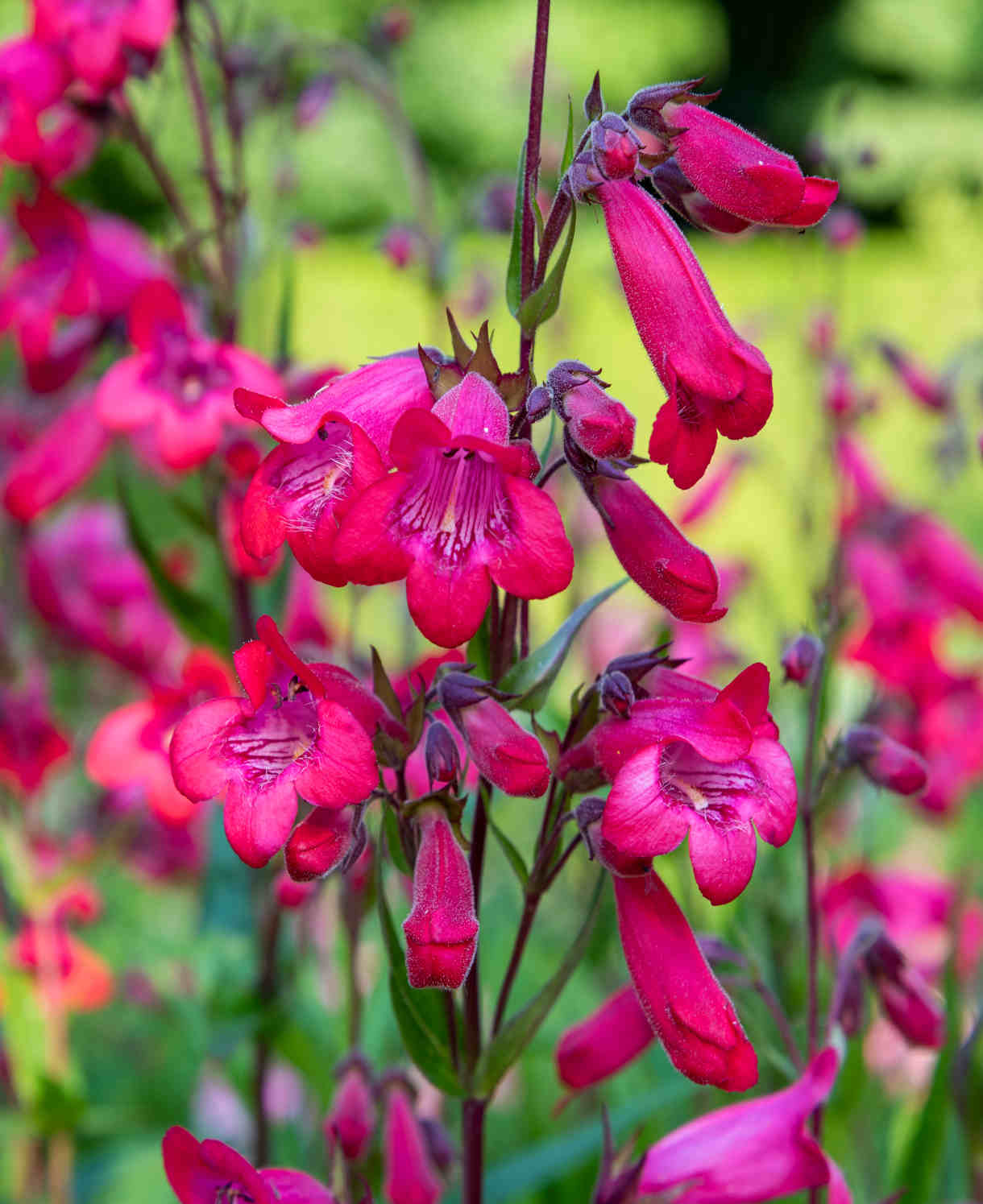 Penstemon Firebird - 9cm Pots | 1 x 9cm | Pink