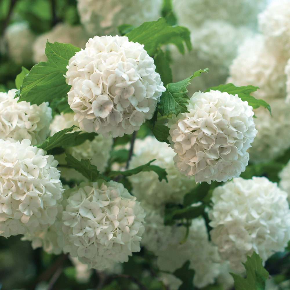 Hayloft Viburnum Opulus Roseum - Snowball Tree - 9cm Pot