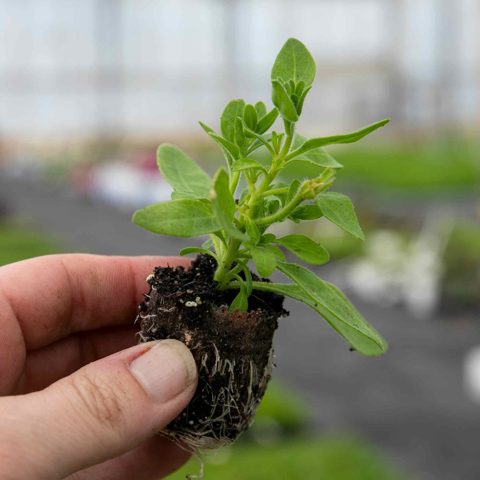 Surfinia Petunia 'pink Vein' | 6 x Plug Plants | Multi Colour