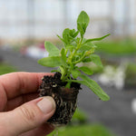 Petunia Surfinia 'deep Red' Plug Plant | 6 x Plug Plants | Deep Red