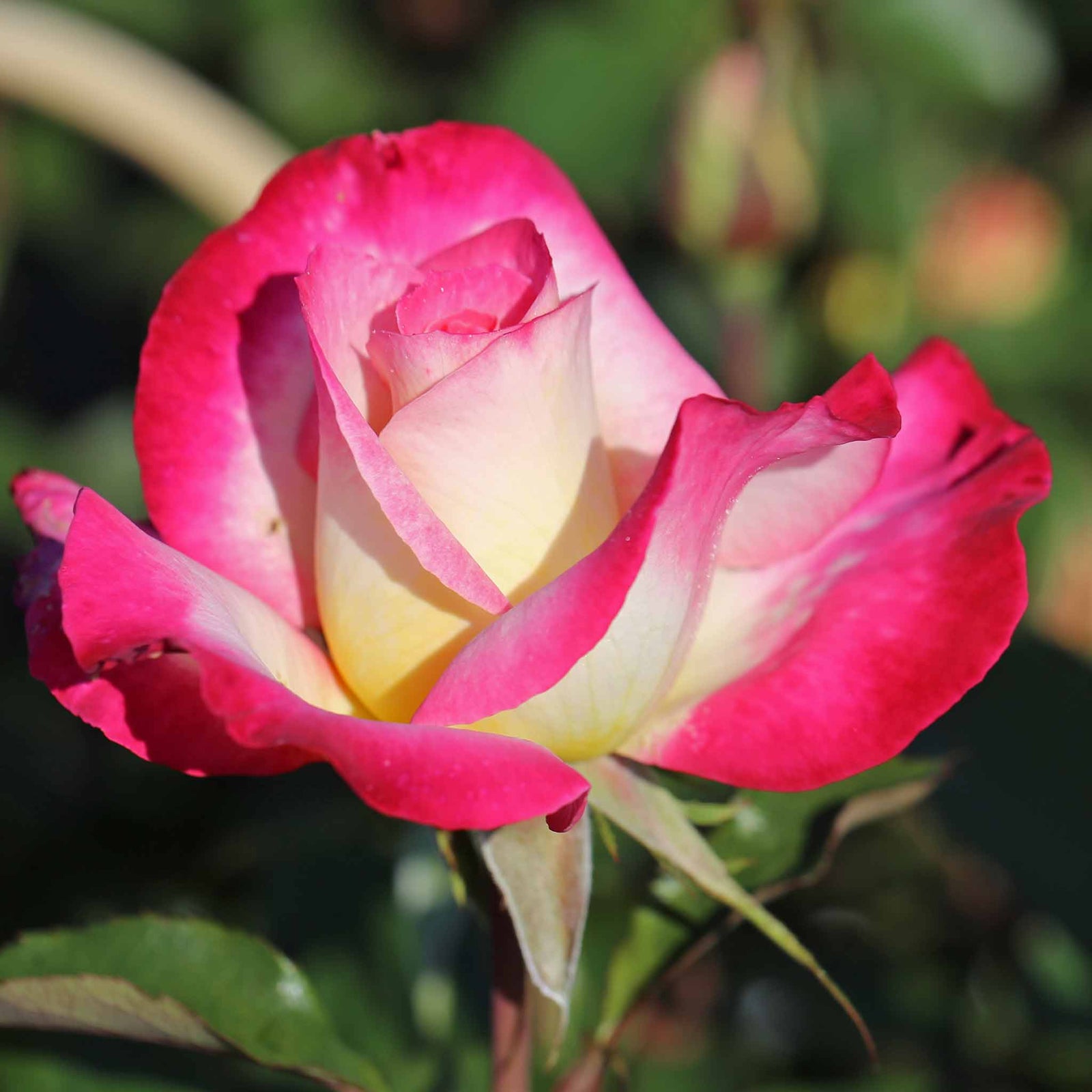 You're My Everything' Rose Of The Year 2025 Hybrid Tea Rose Bare Root | 1 x Bare Root | Pink & White