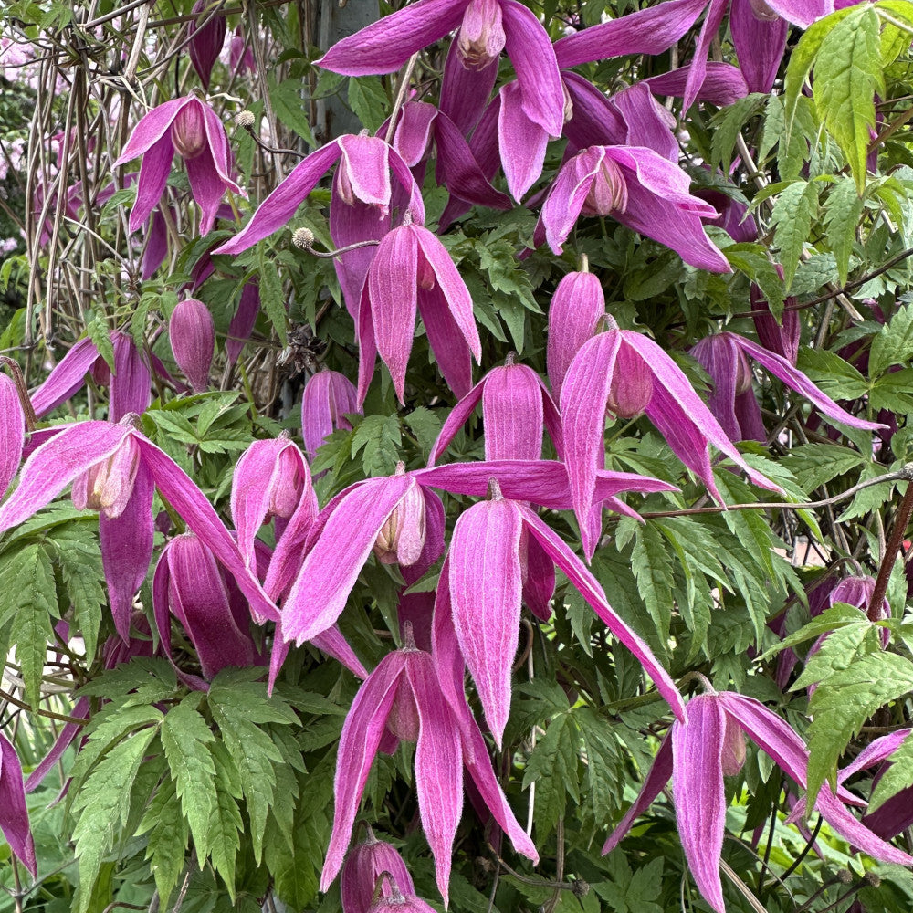 Dancing Clematis Collection - A Trio Of Alpine Climbers In 7cm Pots