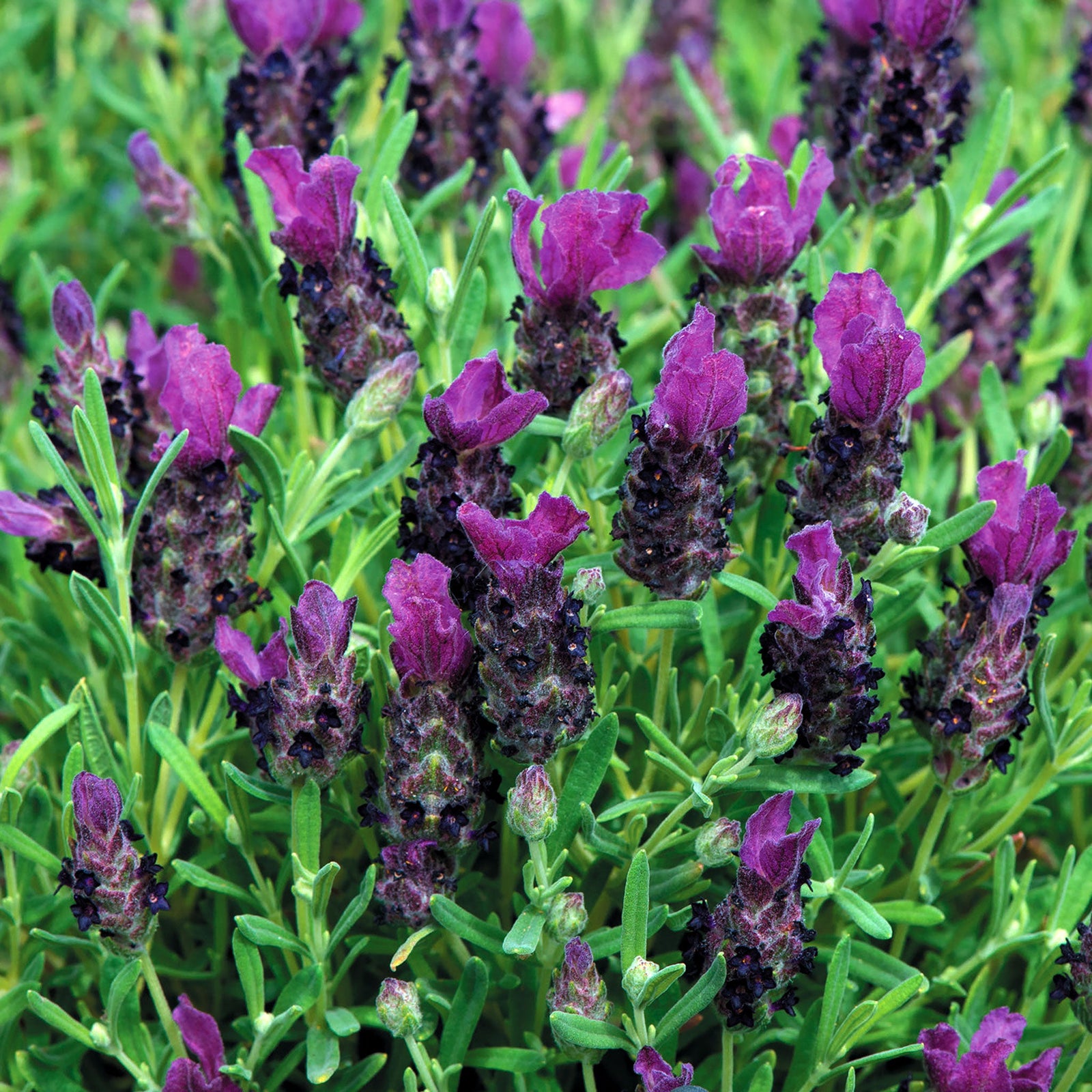 French Lavender Seeds Bandera Deep Purple | 10 Seeds | Purple & Green
