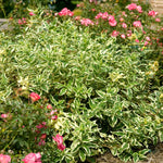 Diervilla Sessilifolia 'cool Splash' Variegated Shrub | 1 x 3L | Lime Green