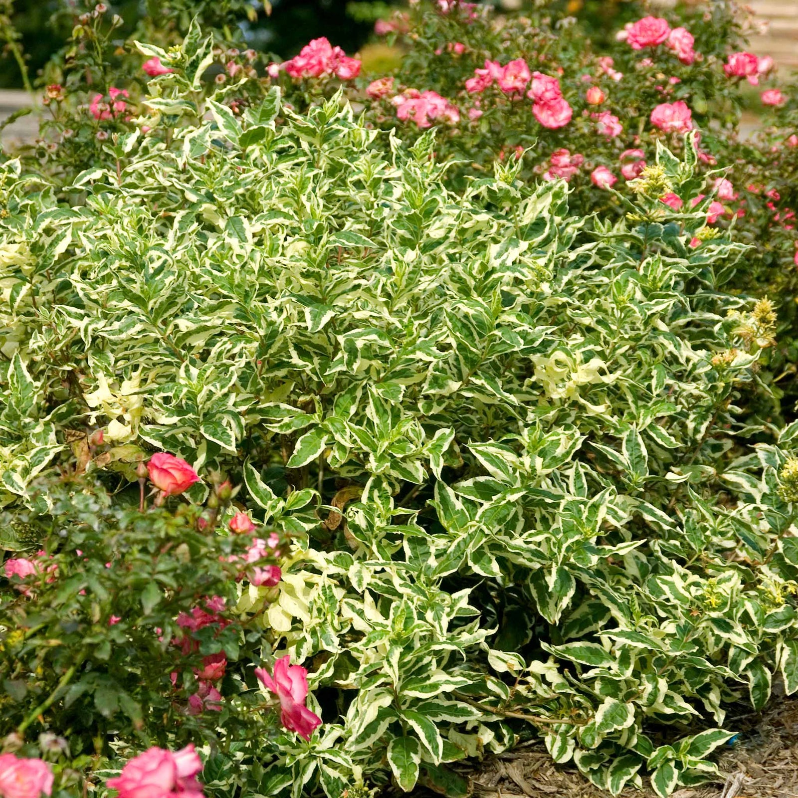 Diervilla Sessilifolia 'cool Splash' Variegated Shrub | 1 x 3L | Lime Green