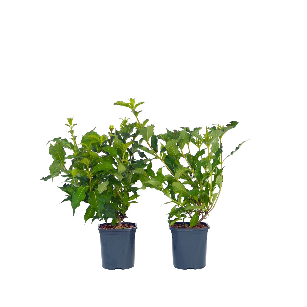 Flowering Shrub - 4 Pcs. - Weigela Florida 'red Prince' - Height 25-40cm - ⌀17cm | Set of 4 | Red