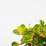 Bloodleaf Plant - 2 Pcs. - Iresine Herbstii - Height 20-30cm - ⌀13cm | Set of 2 | Yellow