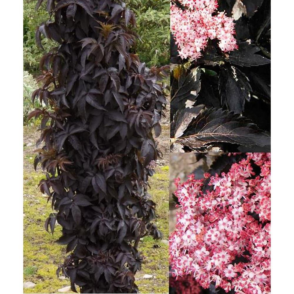 Sambucus Black Tower Shrub Large 40-50cm Supplied In A 2/3 Litre Pot