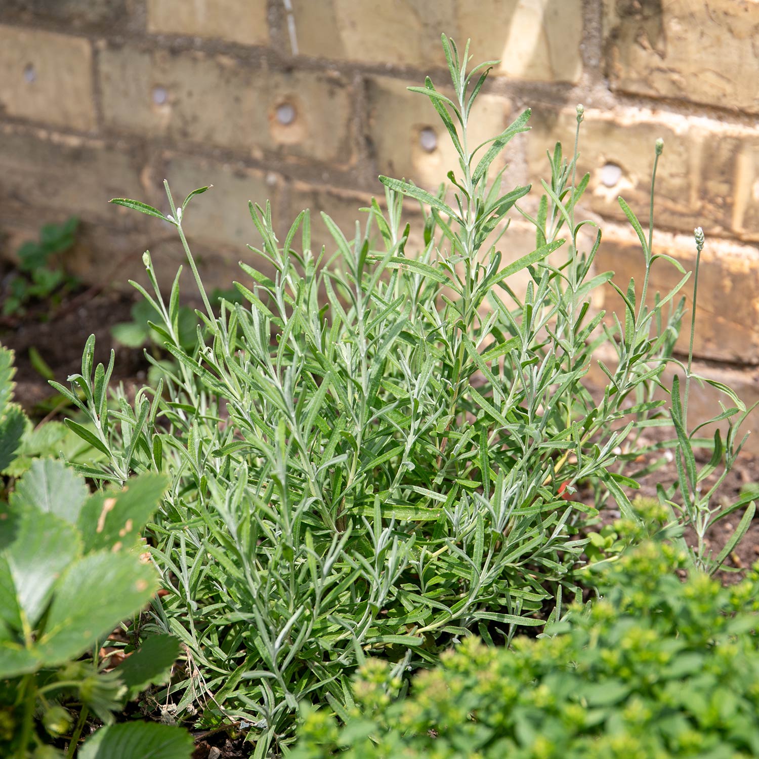 Tarragon Plant | 1 x 1L | Green & White