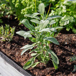 Sage (salvia Officinalis), Hardy Evergreen Culinary Herb, Plants | 9 x 9cm | Silver