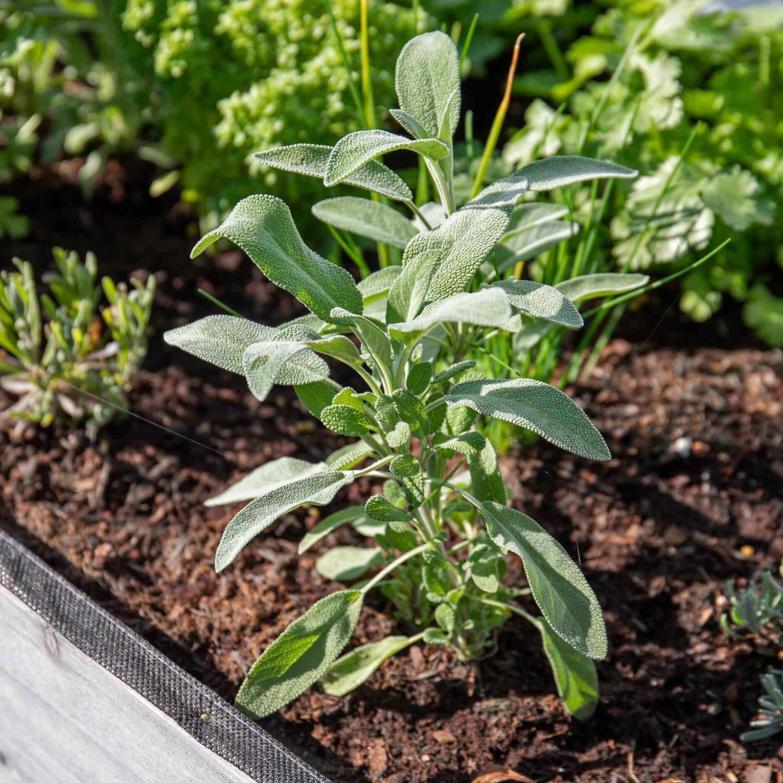 Sage (salvia Officinalis), Hardy Evergreen Culinary Herb, Plants | 1L | Purple & Green