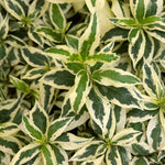 Diervilla Sessilifolia 'cool Splash' Variegated Shrub | 1 x 9cm | Lime Green