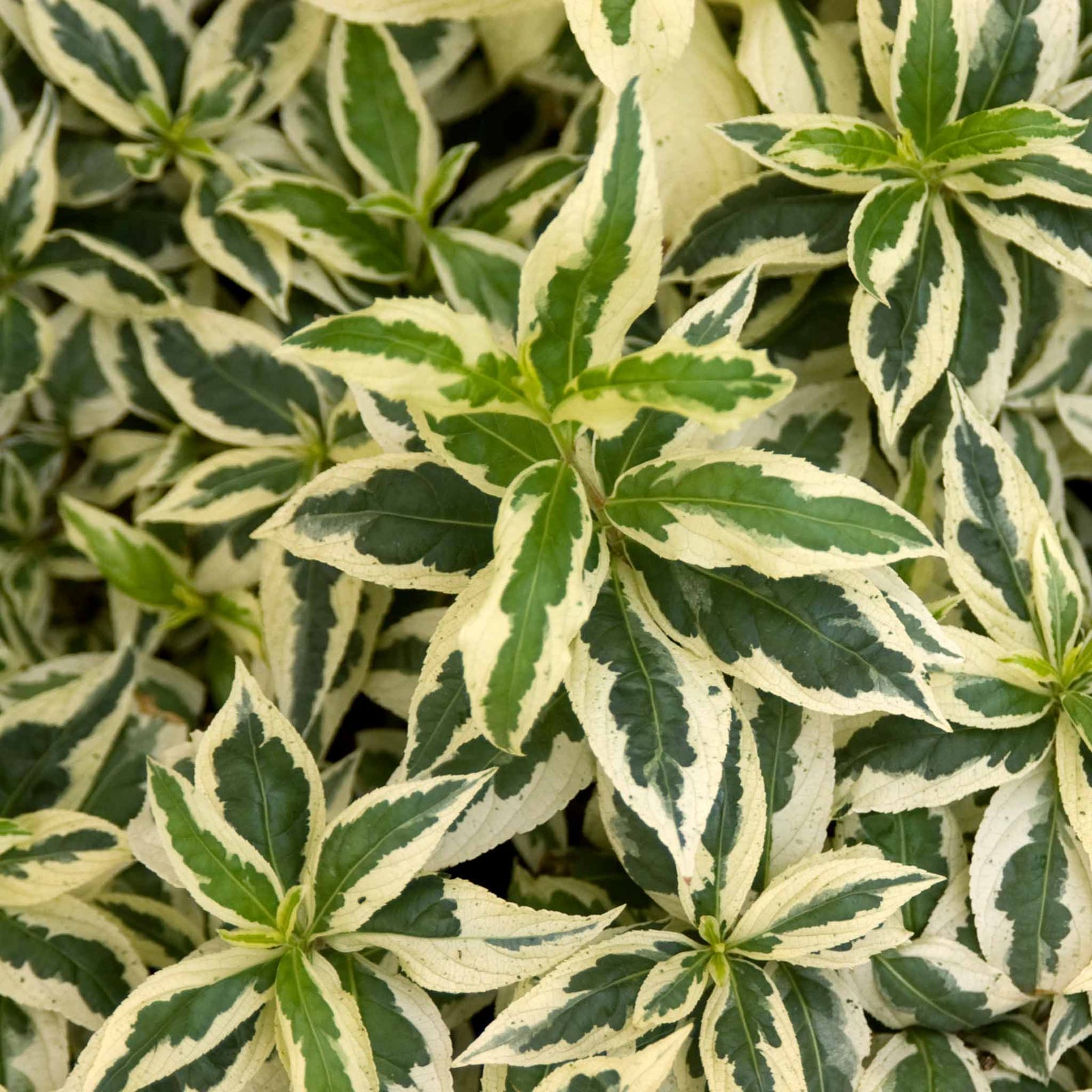 Diervilla Sessilifolia 'cool Splash' Variegated Shrub | 1 x 9cm | Lime Green