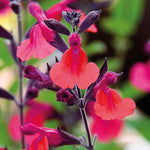 Salvia Microphylla 'wine And Roses' - 9cm Pot | 1 x 9cm | Red