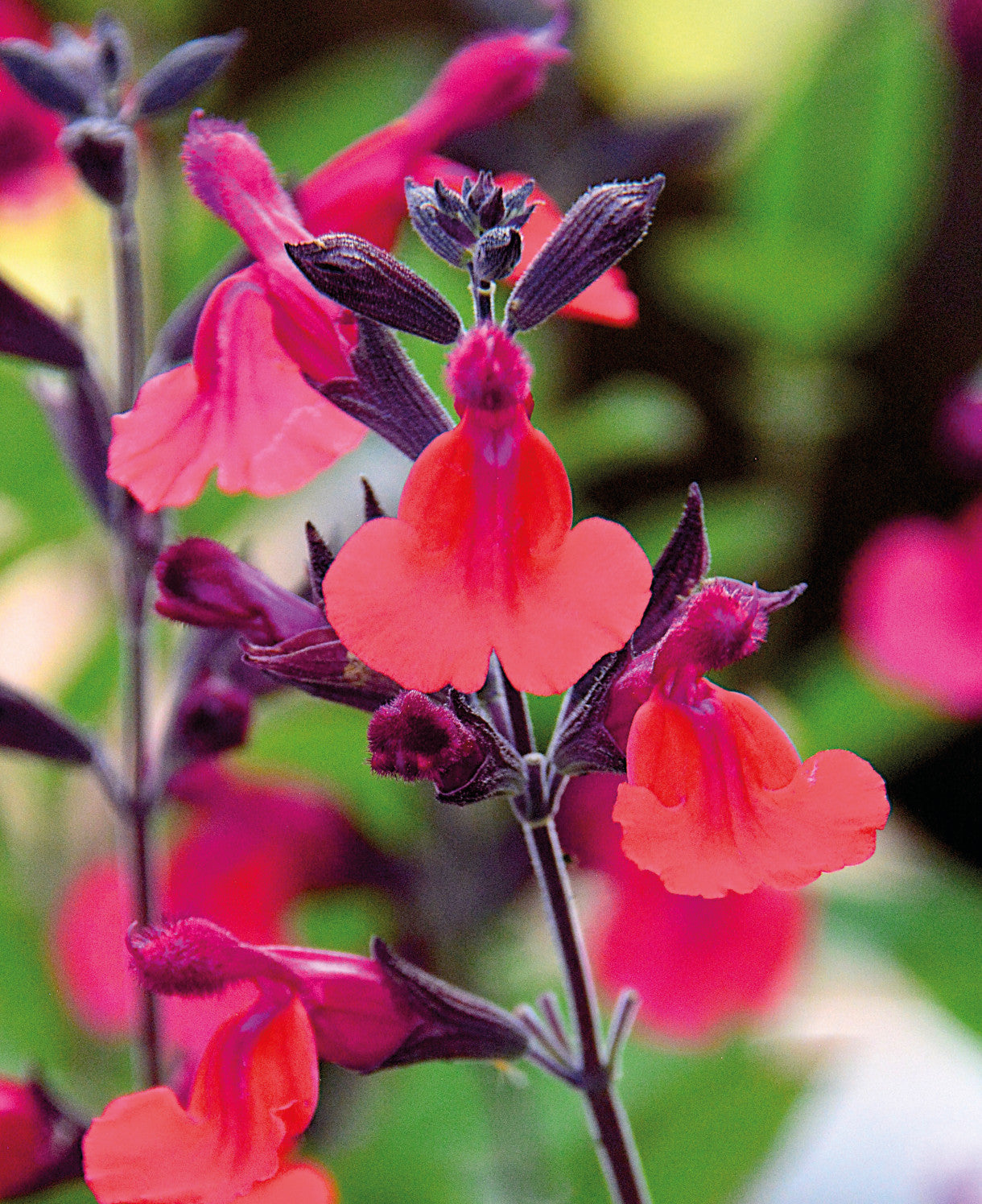 Salvia Microphylla 'wine And Roses' - 9cm Pot | 1 x 9cm | Red