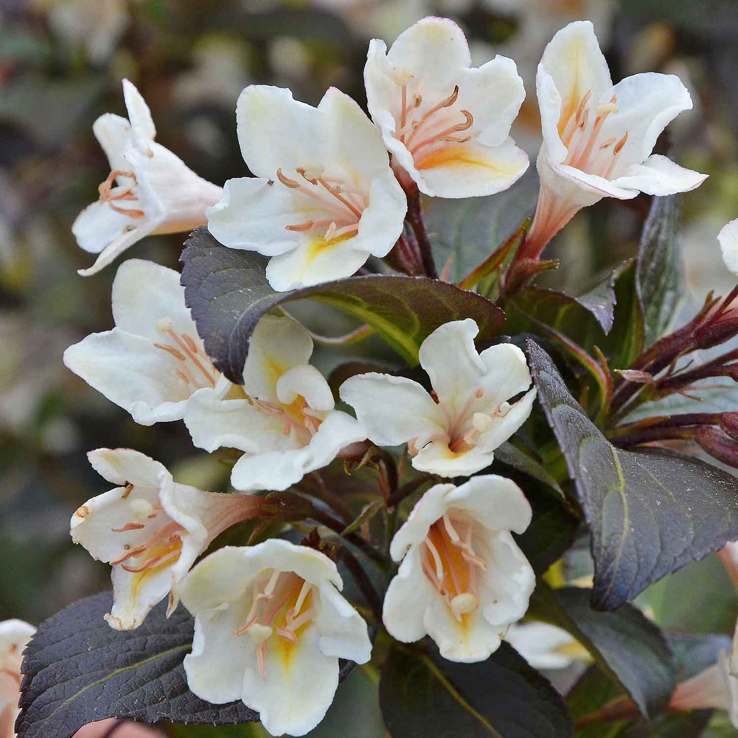 Weigela 'ebony And Ivory' - Compact White-flowering Shrub | 1 x 3L | Green