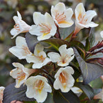 Weigela 'ebony And Ivory' - Compact White-flowering Shrub | 3 x 7cm Plants | Green