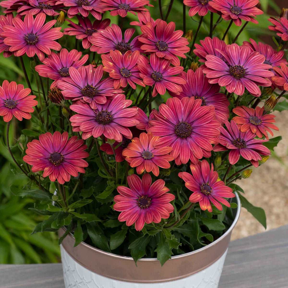 Osteospermum 'dalina Purple Outback' Compact Purple-red Plug Plants | Set of 12