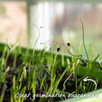 Ailsa Craig Onion Seeds | 500 Seeds