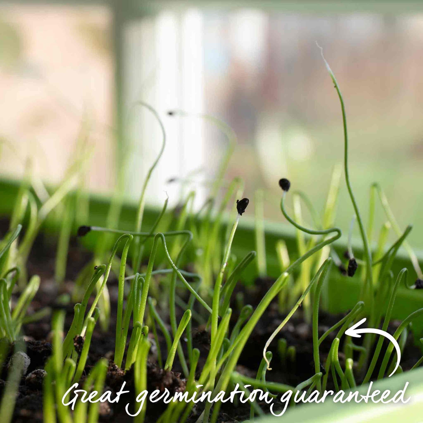 Ailsa Craig Onion Seeds | 500 Seeds